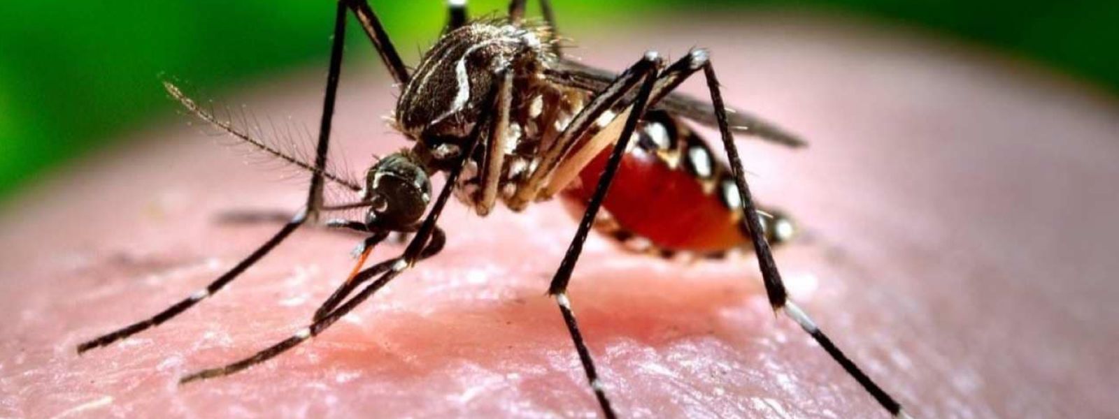 Majority Dengue Cases Linked To DENV-2 Strain